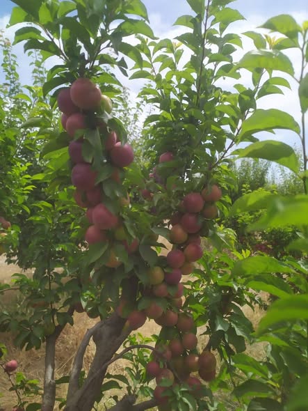 Land for Sale in Rural Damascus · 17,000 m²