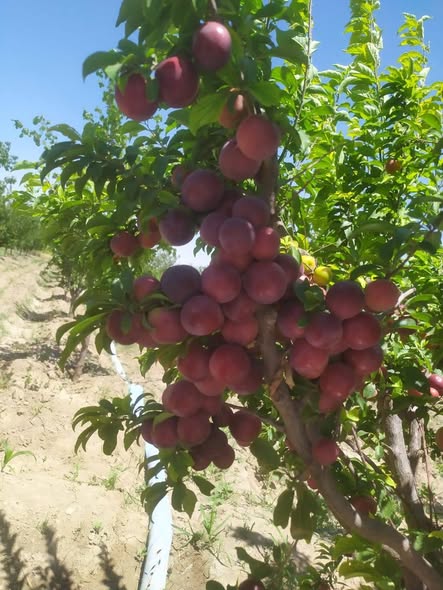 Land for Sale in Rural Damascus · 17,000 m² — photo 2