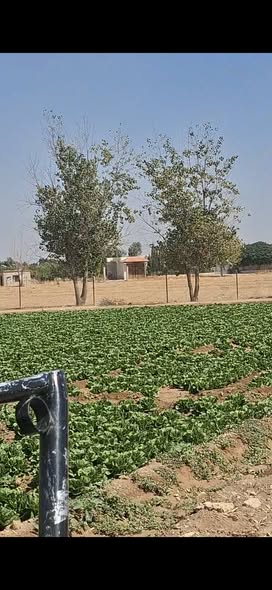 Land for Sale in Rural Damascus · 15,000 m² — photo 3