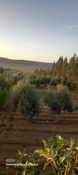 Farm for Sale in Al-Harjalah, Rural Damascus · 3,000 m² — photo 2