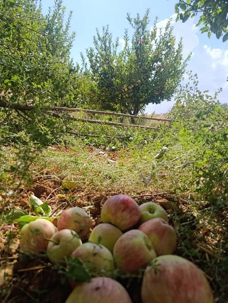 Land for Sale in Al-Takiyeh, Rural Damascus · 2,000 m² — photo 2
