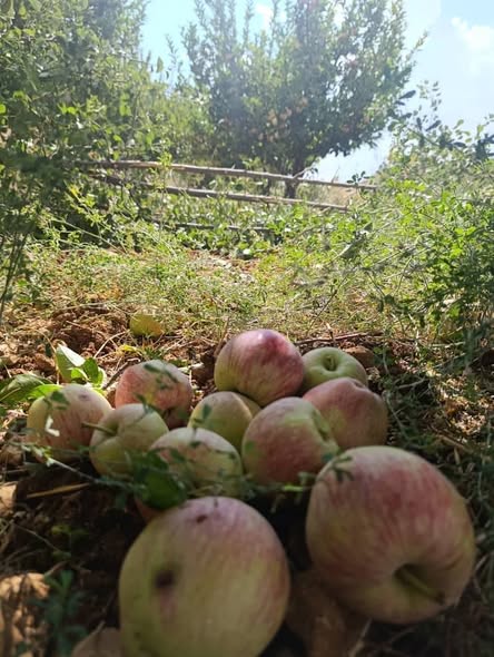 Land for Sale in Al-Takiyeh, Rural Damascus · 2,000 m² — photo 3