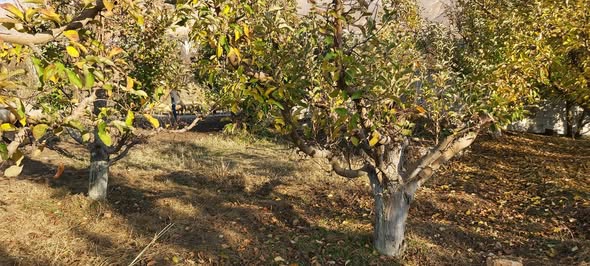 Land for Sale in Madaya, Rural Damascus