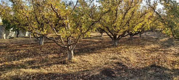 Land for Sale in Madaya, Rural Damascus — photo 4