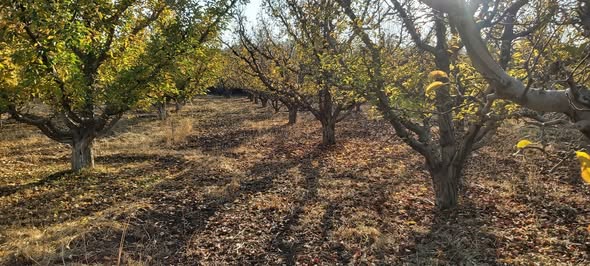 Land for Sale in Madaya, Rural Damascus — photo 5
