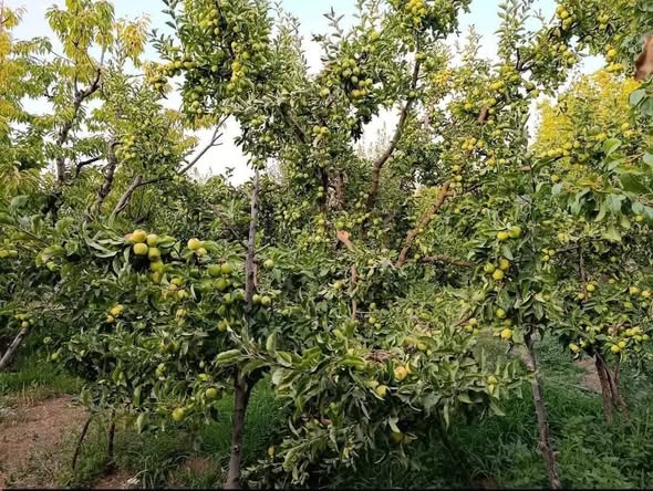 Land for Sale in Zabadani, Rural Damascus · 500 m²