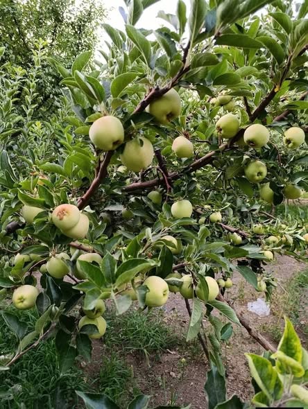 Land for Sale in Zabadani, Rural Damascus · 500 m² — photo 2
