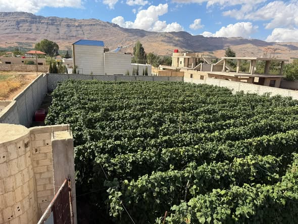 Land for Sale in Madaya, Rural Damascus · 1,400 m² — photo 2