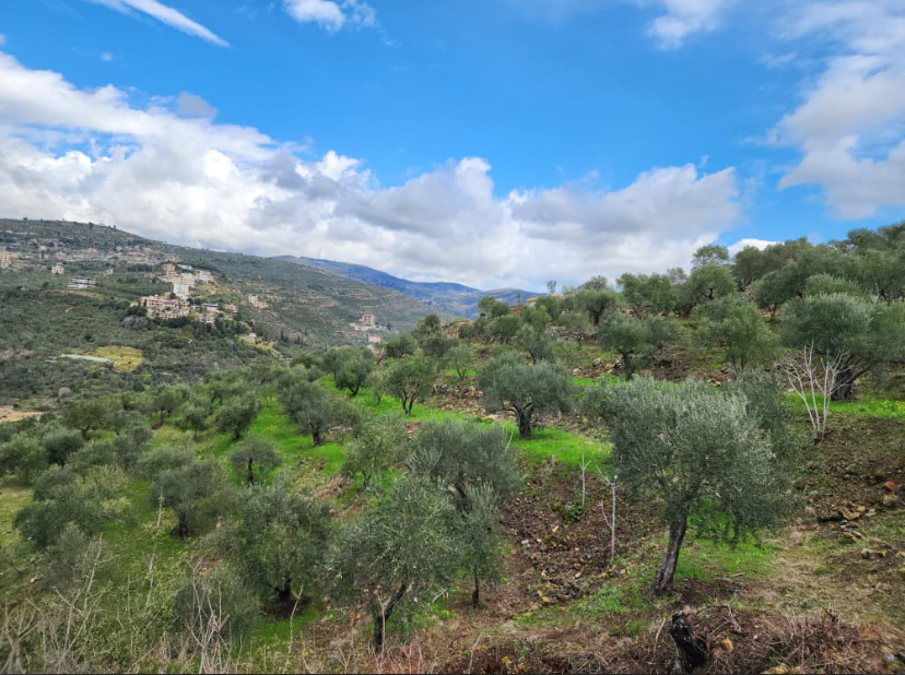 Land for Sale in Tartus · 11,500 m²
