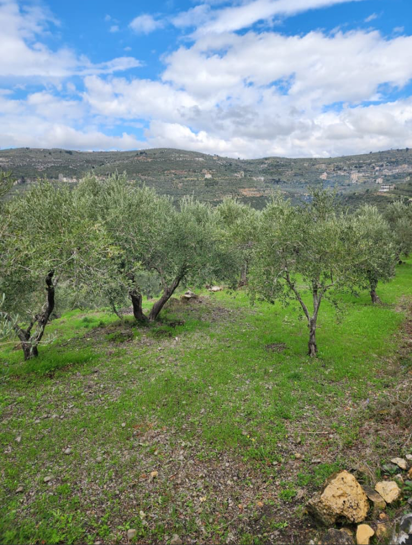 Land for Sale in Tartus · 11,500 m² — photo 2