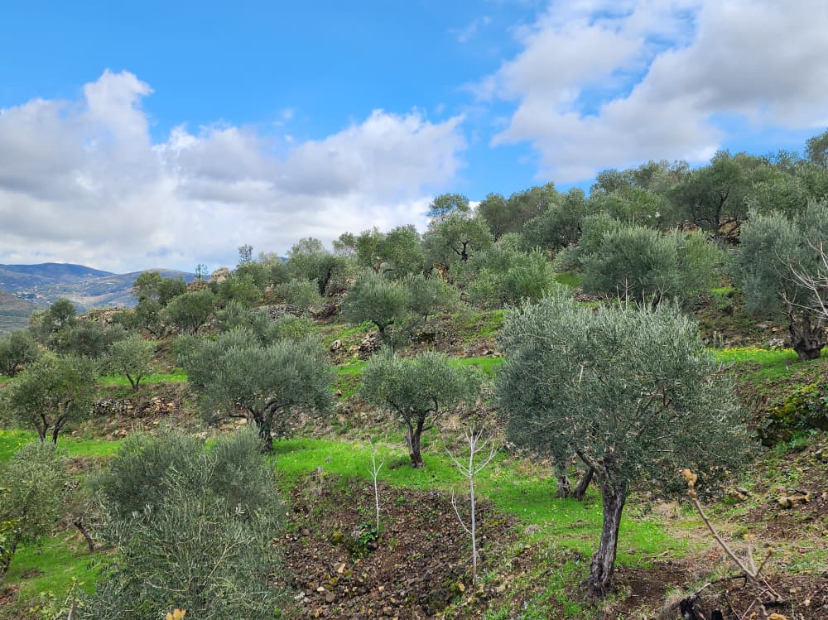 Land for Sale in Tartus · 11,500 m² — photo 3