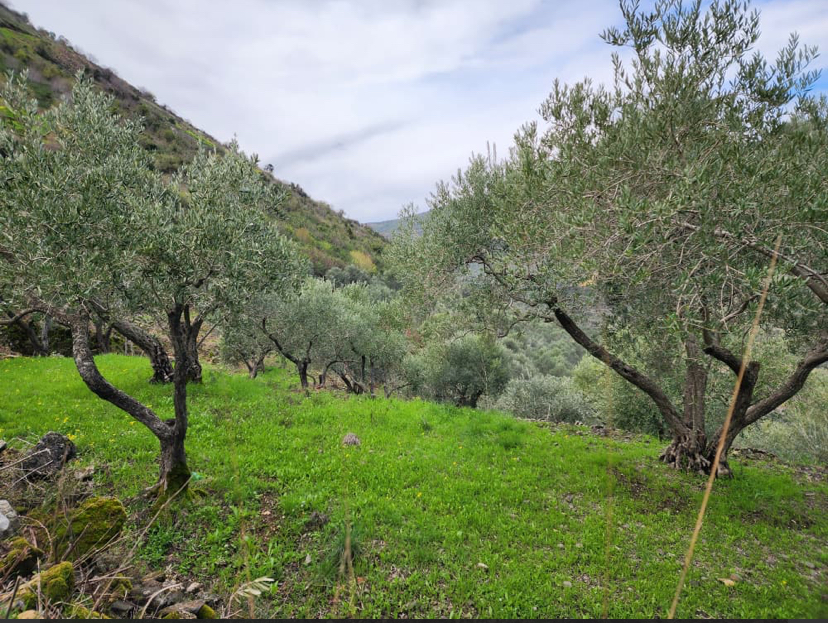 Land for Sale in Tartus · 11,500 m² — photo 4