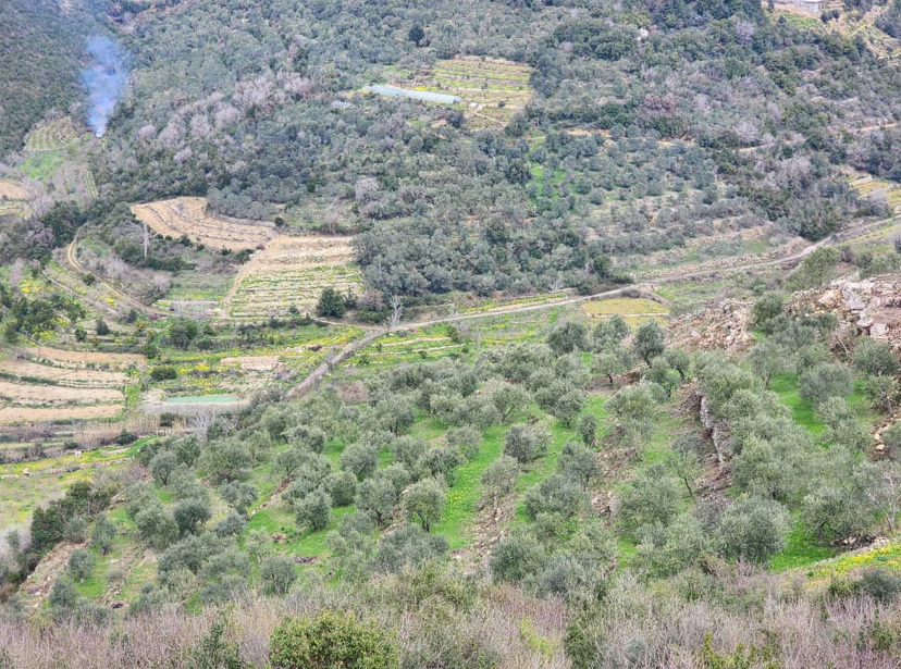 Land for Sale in Tartus · 11,500 m² — photo 5