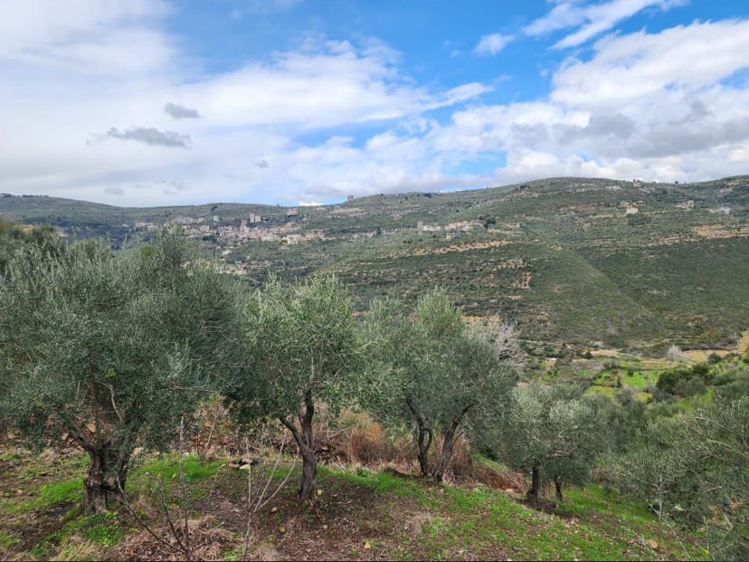 Land for Sale in Tartus · 11,500 m² — photo 6